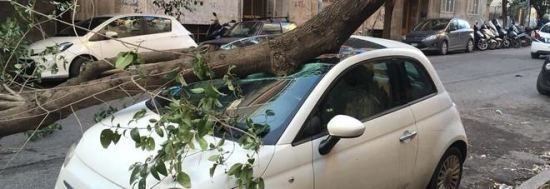 Auto danneggiata da un albero mercoledì alla Garbatella 