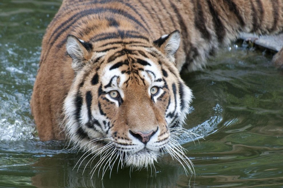 Tigri A Rischio Estinzione Sono Meno Di 4 000 In Tutto Il Mondo