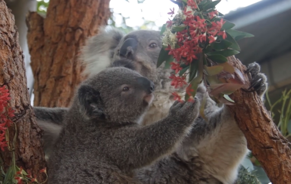 Immagini Koala Natale.Natale Gli Auguri Dello Zoo Taronga Di Sydney Tra Koala E Canguri