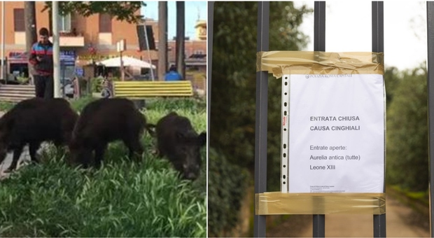 Pericolo cinghiali, chiuso il parco di Villa Pamphilj: «Paura tra le famiglie»