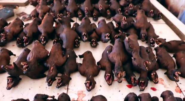 FAKE: Centinaia di pipistrelli in vendita al mercato di Wuhan
