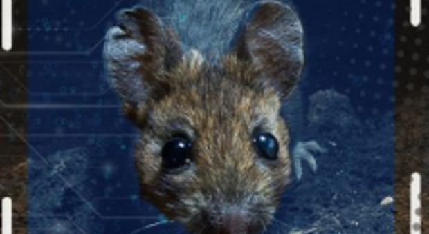 Come uccidere i topi? Rentokil e Vodafone, un software per eliminare gli animali con il riconoscimento facciale