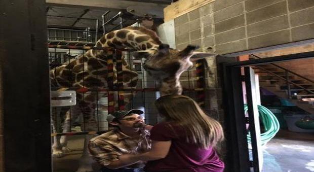 La foto della proposta di matrimonio con la giraffa