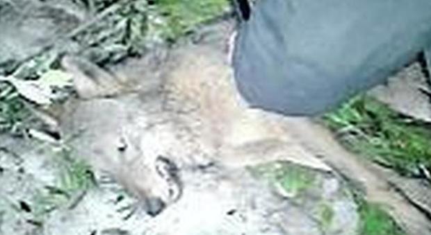Il Parco piange lupo Claudio ucciso dai bracconieri