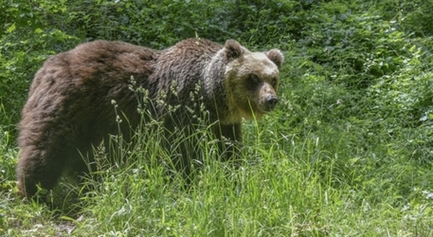 L'orso denominato M49 (immagine pubblicata da Ansa)
