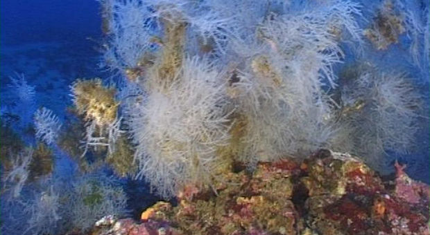 Scoperta una foresta di corallo nero alle Tremiti: è rarissimo e protetto