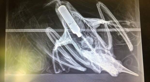La sigaretta elettronica radiografata all'interno del cormorano. (Foto diffuse su Fb da Wellington Zoo)