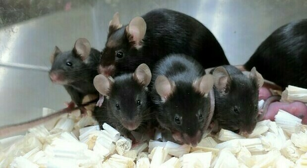 Cina, topi maschi che partoriscono: l'esperimento choc "alla Frankenstein" denunciato dalle ong animaliste