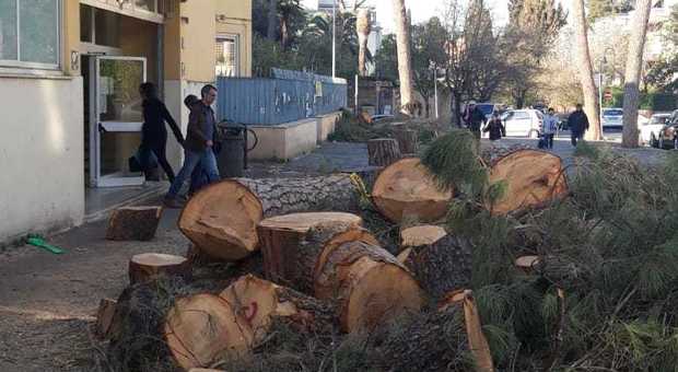 Roma, l'albero abbattuto da 20 giorni davanti alla scuola: bimbi costretti a uscire da porte secondarie