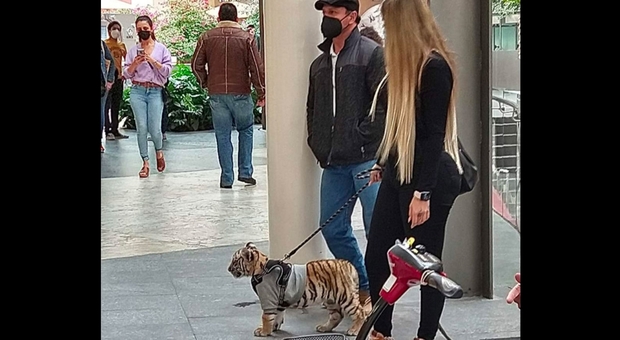A spasso con la tigre al centro commerciale. La foto che indigna il web. (immagine pubbl da Mexico News Daily su Twitter)