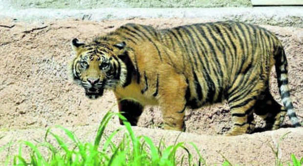 Roma, Kasih, la magnifica tigre di Sumatra al Bioparco nella nuova area “indonesiana”