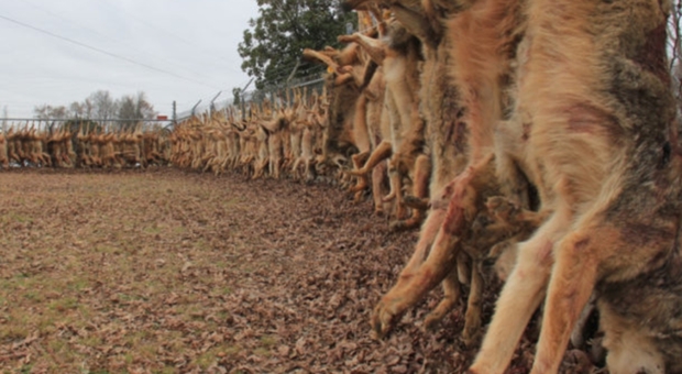 I coyote appena uccisi ed esposti come trofei (immagine pubblicata da Carolina Sportsmen)