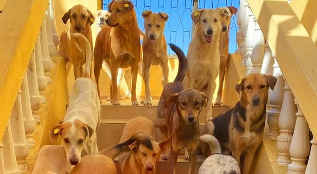 Alcuni dei cani salvati dall'associazione marocchina (immag diffusa da SFT Animal Sanctuary di Tangeri)