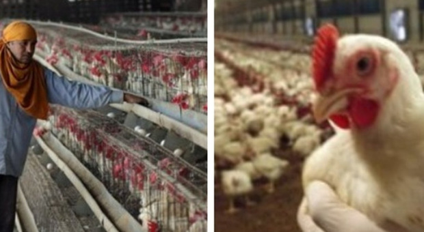 Aviaria, polli morti a Prato sorveglianza Asl sul focolaio