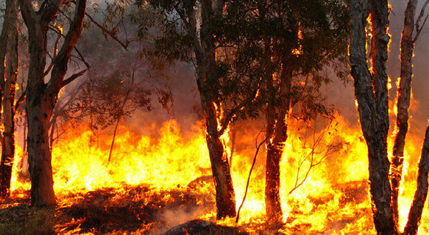 Oltre 270 ettari di bosco in fiamme per una guerra tra cacciatori, i nomi dei tre arrestati a Giuliano di Roma