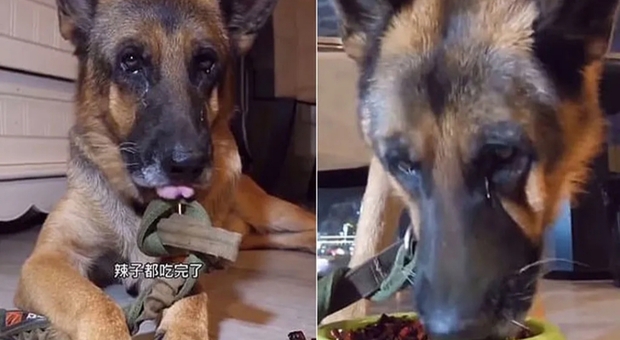 Il povero cane piange mentre mangia i peperoncini (immagini pubbl da TeleCinco)