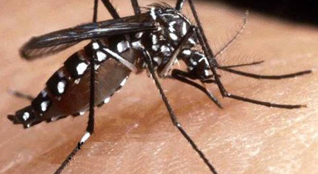 Chikungunya a Roma, altri 10 contagiati. Nel Lazio salgono a 27