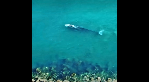 Ponza, balena grigia filmata per la prima volta in Italia: colpa dei cambiamenti climatici?