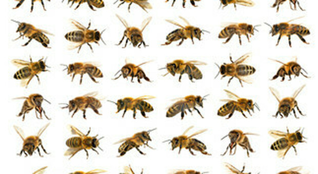 Clima, nel deserto colombiano scoperte 100 specie diverse di api preziose per l'impollinazione