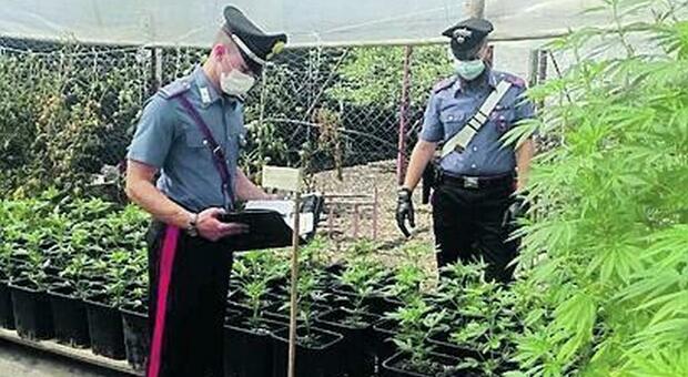 Maxi piantagione di marijuana a Pontinia, arrestati padre e due figli: 150 chili di droga sequestrati