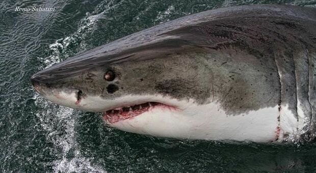 Usa, anziana di 68 anni attaccata da uno squalo mentre nuotava: è la seconda aggressione in un mese