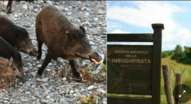 Peste suina a Roma, l'area del Parco dell'Insugherata sarà isolata: «Segnalate gli animali morti»