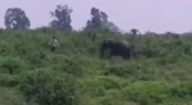 India, si avvicina a un elefante per scattarsi un selfie: l'animale lo carica e lo uccide