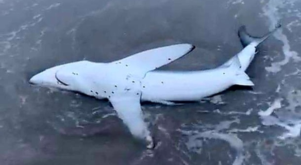 Lo squalo azzurro lungo due metri spiaggiato e salvato dai forestali in Sardegna (immag diffuse dal Comune di Cabras)
