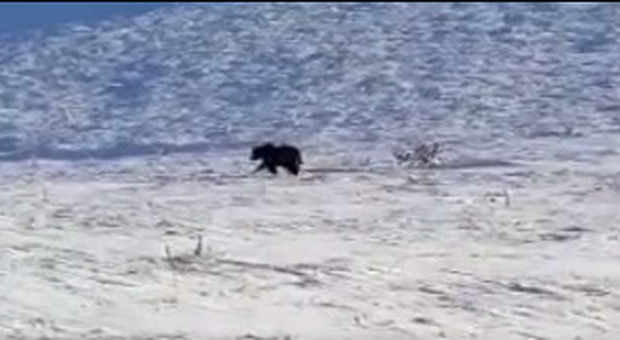 La nuova vita dell'orso Juan Carrito: le prime immagini del rilascio nel Parco d'Abruzzo