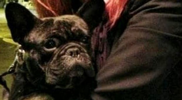Sydney, lasciano il cane sull'asfalto bollente dell'aeroporto: Bruno muore durante il viaggio