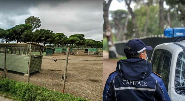Influenza aviaria a Roma, un caso accertato a Ostia. D'Amato: «Adozione misure straordinarie»