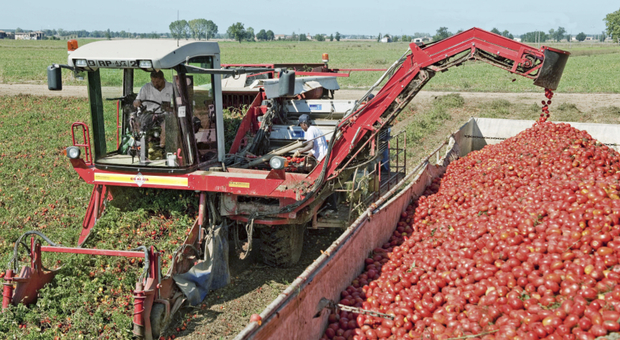 Pomodori, volano i prezzi: passate e pelati costeranno il 15% in più. E la siccità non dà tregua