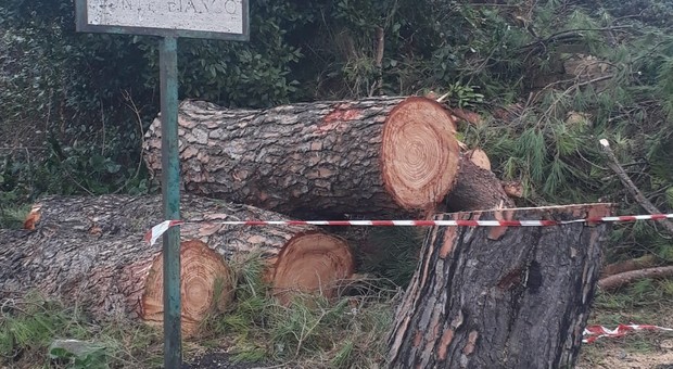 Guidonia, pini abbattuti. L'ira dei residenti: «Non è previsto un programma per mettere nuove piante»