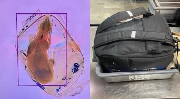 Cane nascosto nel bagaglio a mano scoperto ai raggi X durante i controlli all'aeroporto del Wisconsin