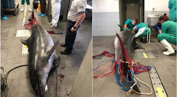 Il grosso delfino vittima della cattura accidentale a Camogli (immag pubblicate da CERT su Fb)