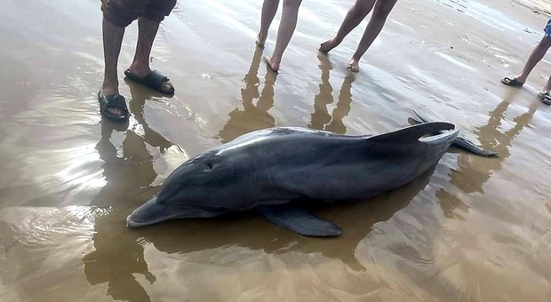 Il delfino spiaggiato cavalcato dai bagnanti (immag diffuse dalla ass Texas Marine Mammal Stranding Network sui social)