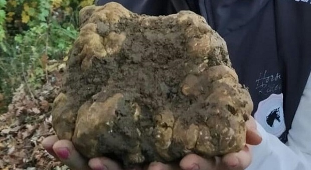 Il tartufo bianco da oltre 600 grammi trovato sulle colline di Gubbio