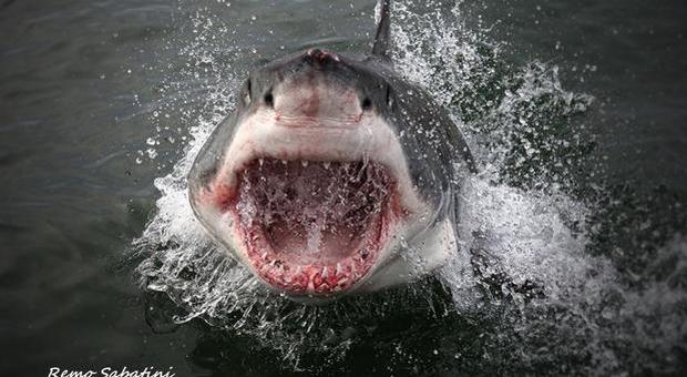Lo squalo bianco nuota nel Mediterraneo da 3,2 milioni di anni ma oggi rischia l'estinzione (immagine Remo Sabatini)