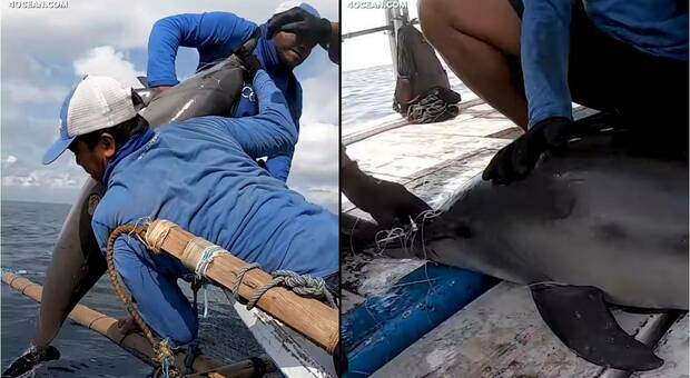 Il delfino intrappolato nella lenza rischia di morire: salvato all'ultimo momento dagli ambientalisti