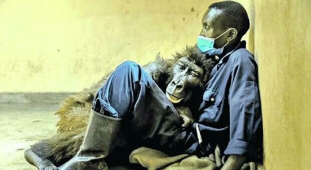 La gorilla e il suo papà umano, un abbraccio per dirsi addio: «Orgoglioso di dire che è stata mia amica»