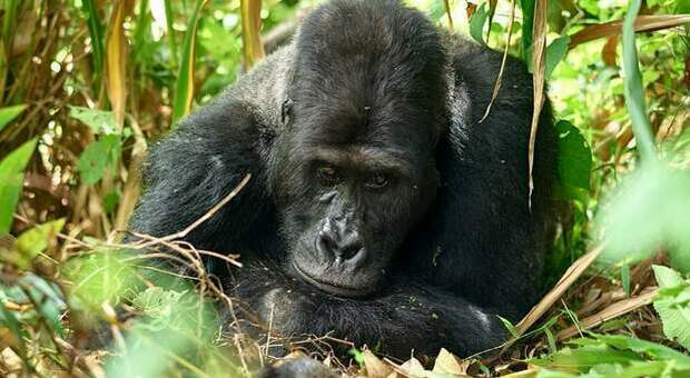 Mugaruka, il gorilla solitario con una mano sola, morto a 34 anni (immag diffusa dal Kahuzi Biega National Park su fb)