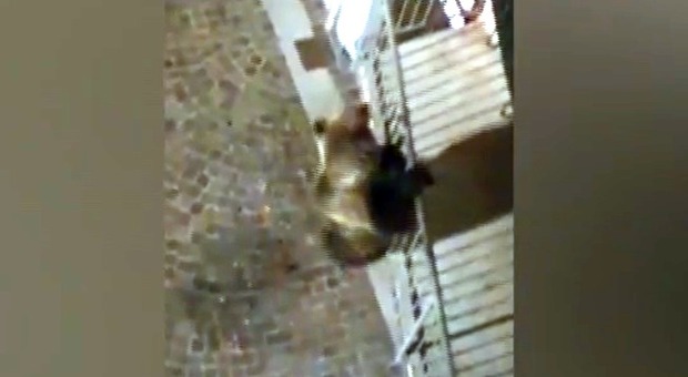 Orso si arrampica sul balcone di un condominio in Trentino davanti ai passanti stupiti