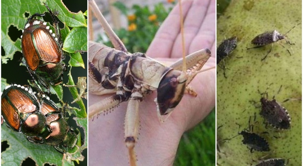 Siccità, l'invasione degli ultrainsetti: scarabei giapponesi, cimici asiatiche, cavallette africane, agricoltura in ginocchio