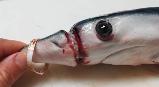 lo squalo azzurro, comunemente chiamato verdesca, con il muso gravemente deformato dalla plastica (foto gentile concessione di Domenico Ottaviano)