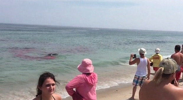Usa, attacco di uno squalo bianco a riva, sangue in mare vicino a due surfisti: ma la verità è un'altra