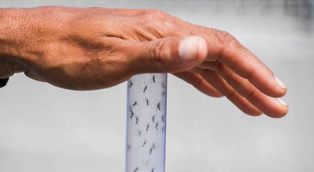 Chikungunya, i casi nel Lazio salgono a 47. Ragazza infettata in Lombardia