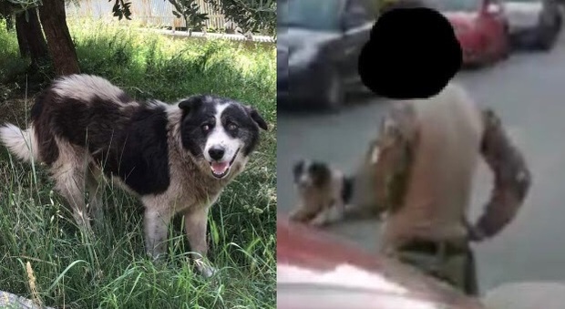 Cucciolone morto dopo la cattura a Castel Madama, cittadini sotto choc per il cane di paese: «Scena cruenta»