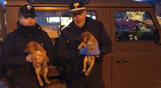 Due cuccioli abbandonati lungo la statale: salvati dai carabinieri forestali