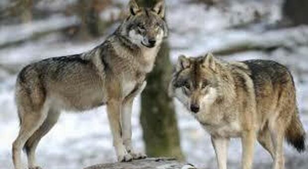 Una coppia di lupi fotografata lo scorso inverno nel Parco di Veio a Nord di Roma