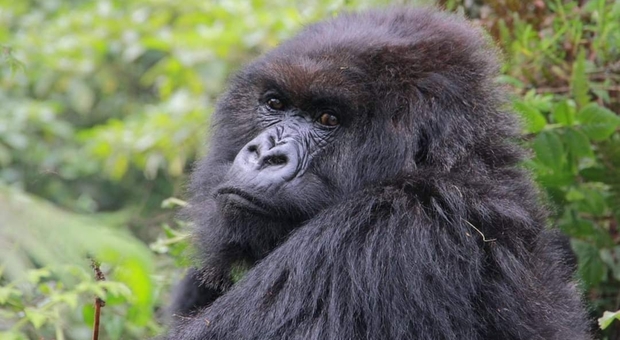 una delle ultime immagini di Poppy (foto Veronica Vecellio Dian Fossey Gorilla Fund International)